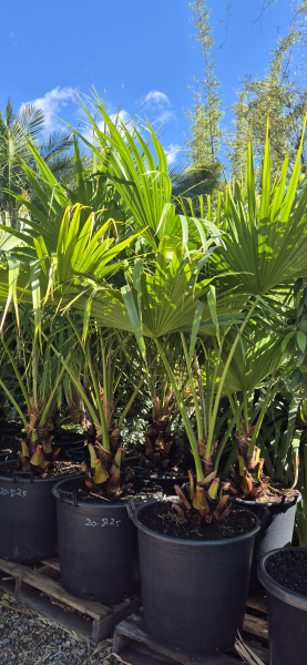 Chinese Fan Palm