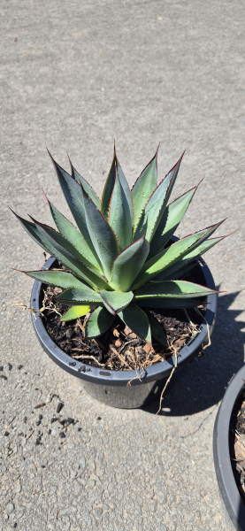 Agave Blue Glow
