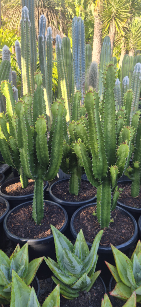 Euphorbia Cowboy