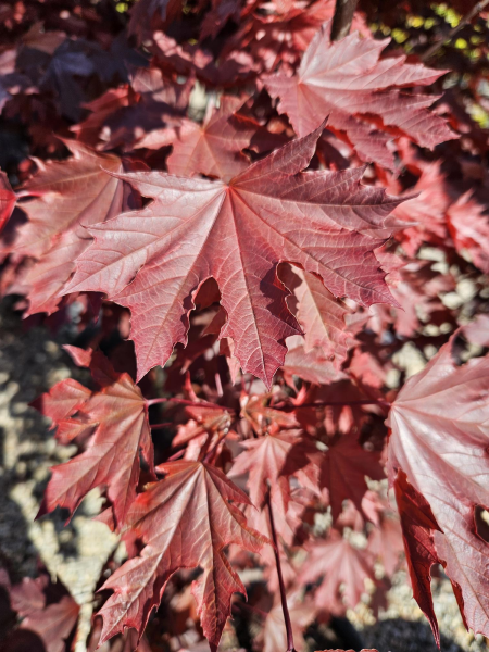 Maple 'Crimson Sentry'