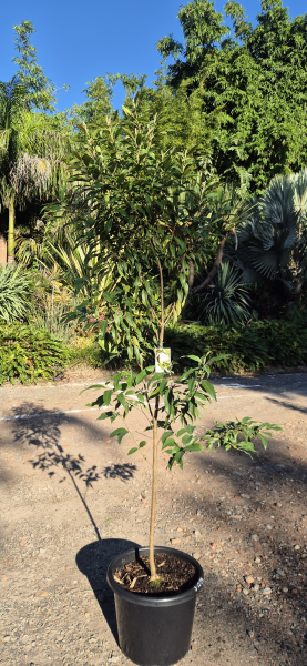 Lemon Myrtle