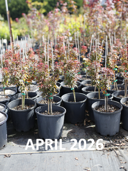 Acer palmatum Kuro Hime