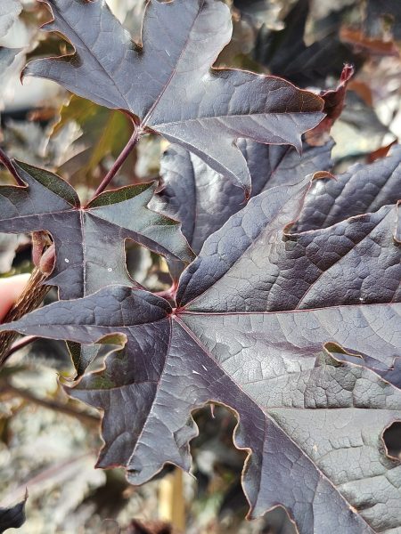 Maple 'Crimson Sentry'