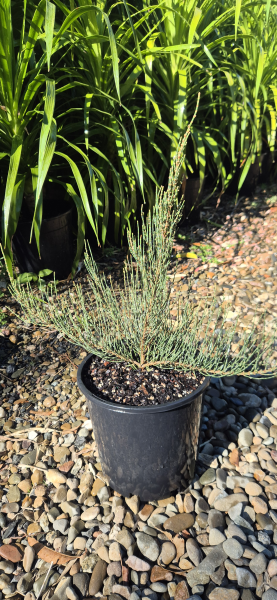 Allocasuarina monilifera Red Fox