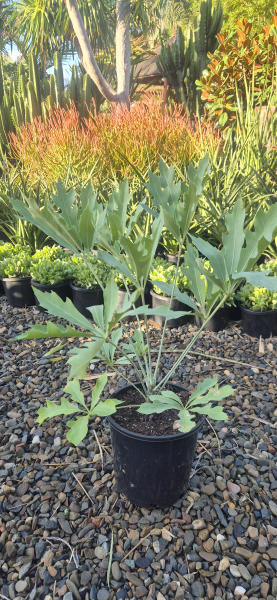 Cussonia paniculata