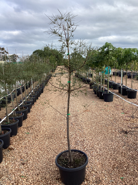 Bottle Tree