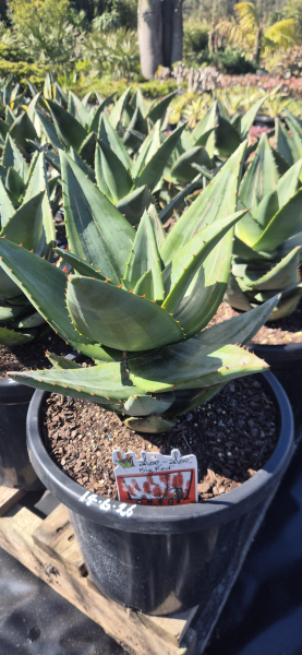 Aloe Big Red TM