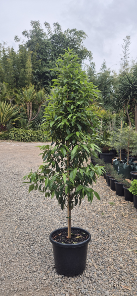 Lemon Myrtle